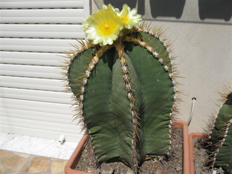 Astrophytum ornatum 