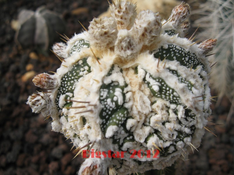 Astrophytum ornatum cv. fukuryu hanya haku-jo dinosaur 