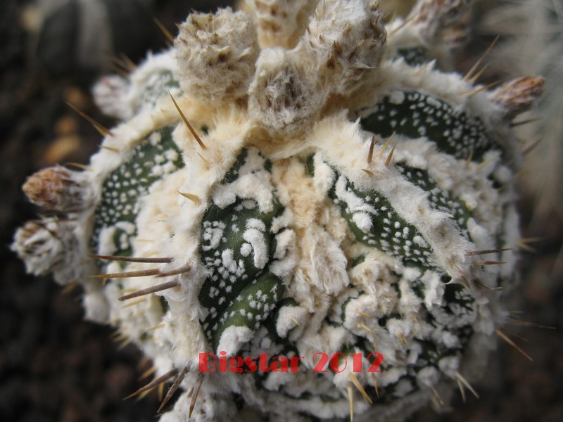 Astrophytum ornatum cv. fukuryu hanya haku-jo dinosaur 