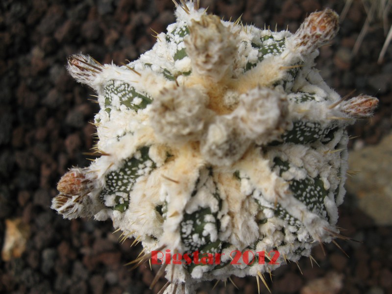 Astrophytum ornatum cv. fukuryu hanya haku-jo dinosaur 