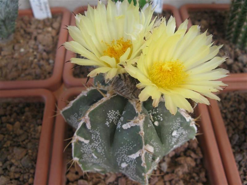 Astrophytum ornatum cv. hannya fukuryu 