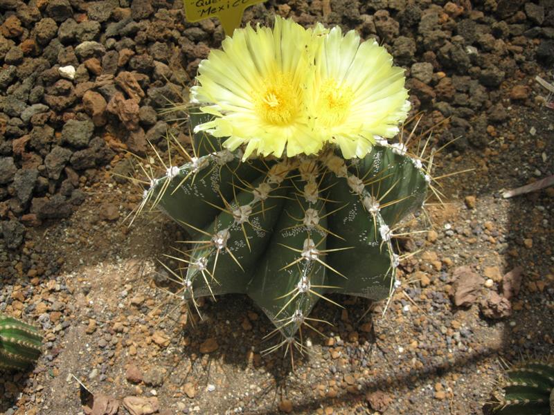 Astrophytum ornatum 