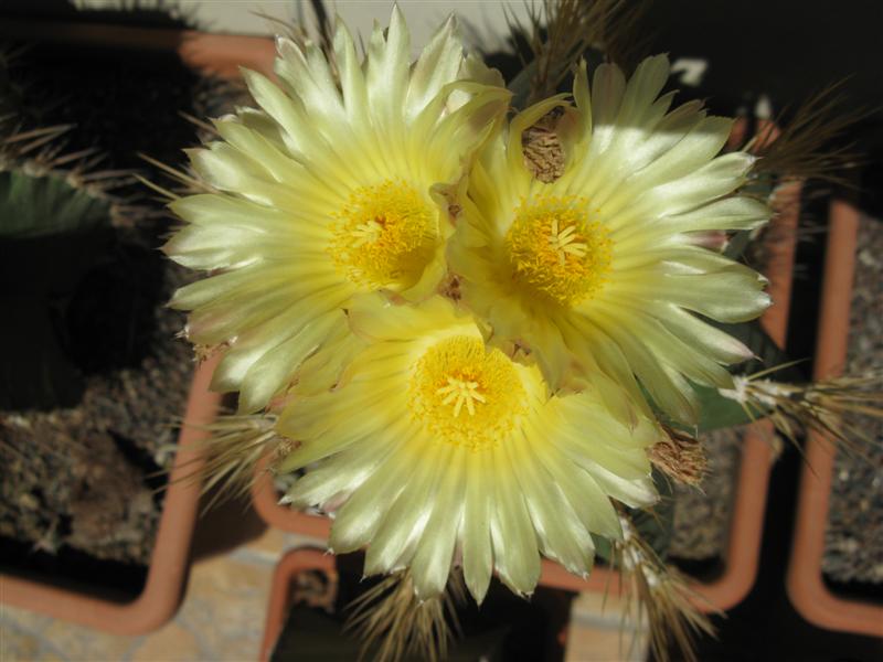 Astrophytum ornatum v. nudum 