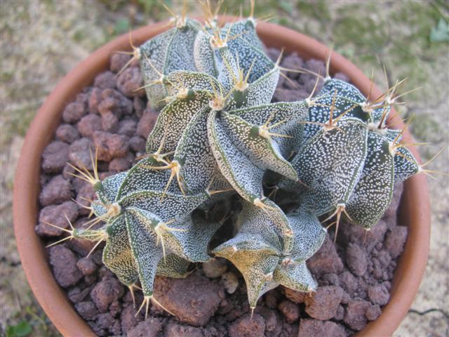 Astrophytum ornatum 