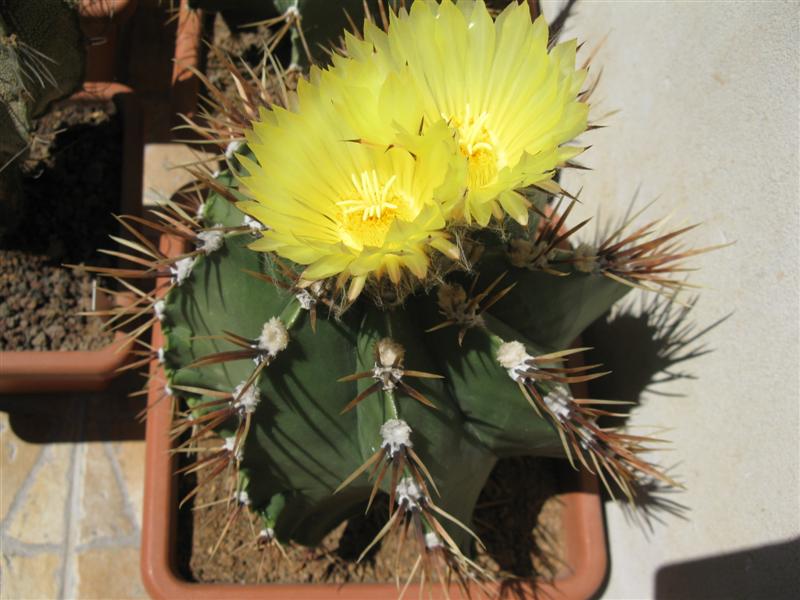 Astrophytum ornatum v. spiralis 