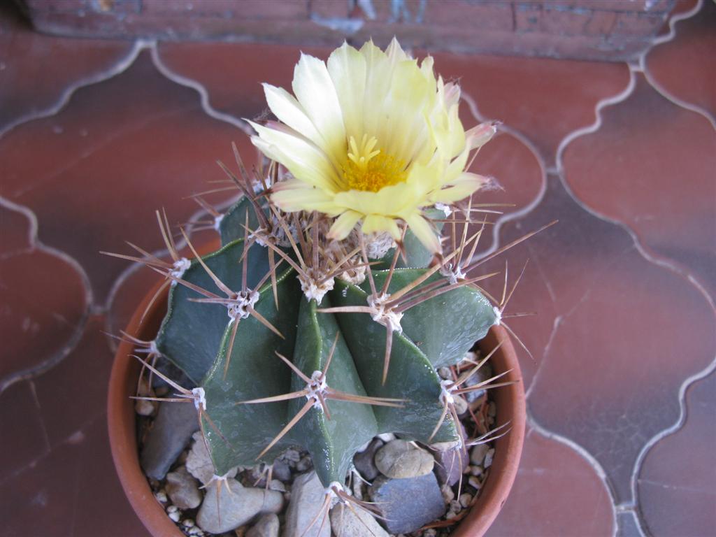 Astrophytum ornatum v. glabrescens 