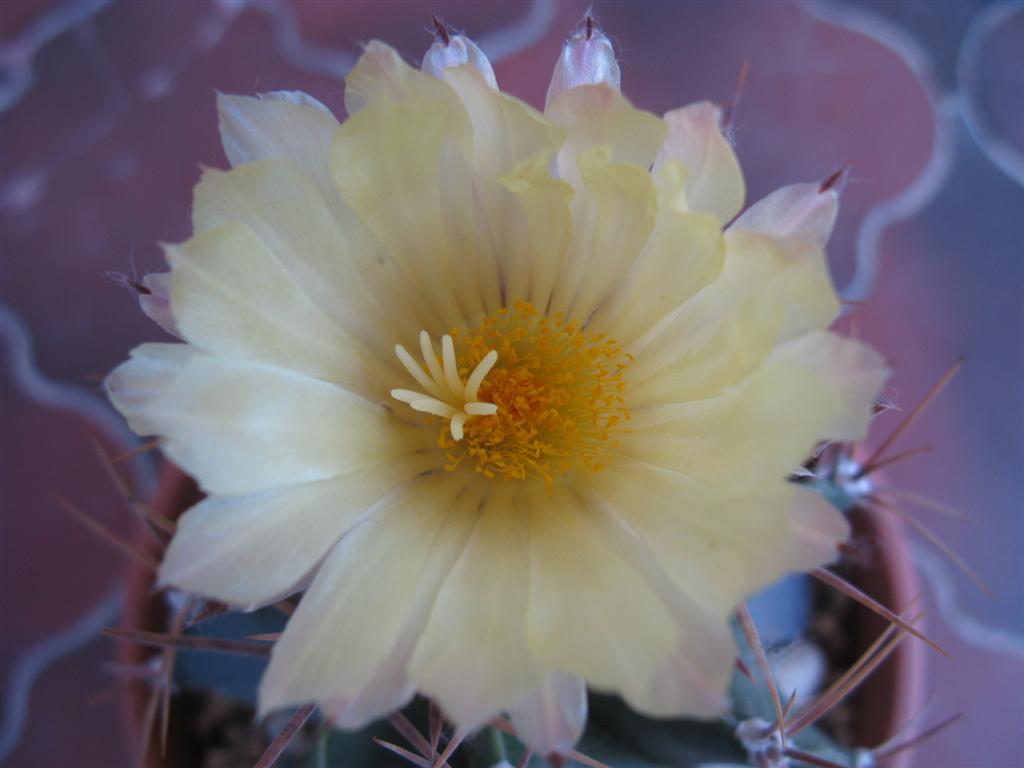 Astrophytum ornatum v. glabrescens 