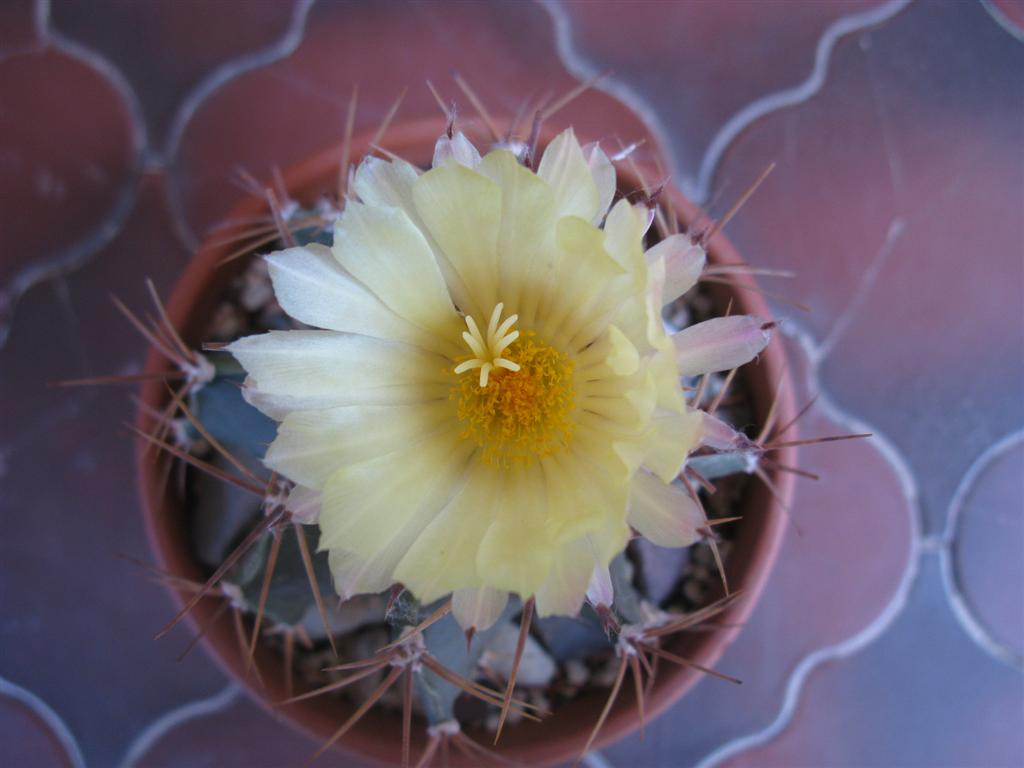 astrophytum ornatum v. glabrescens