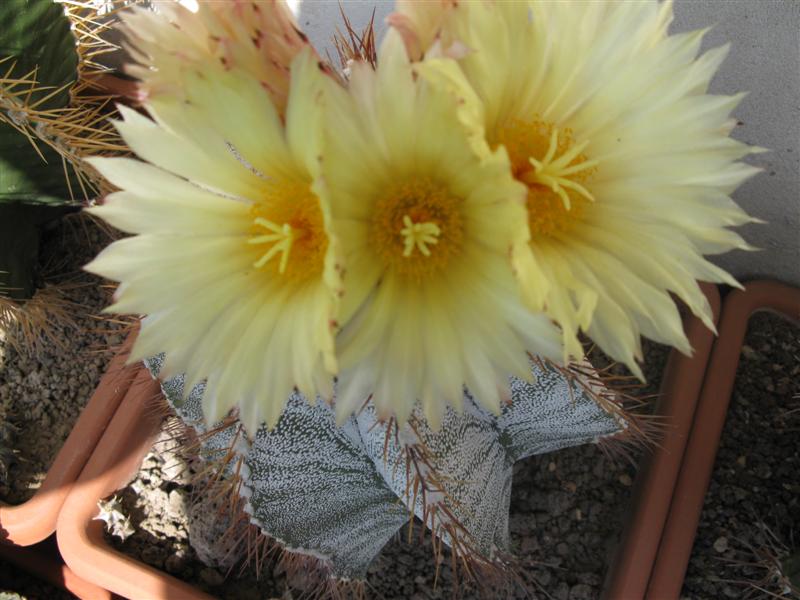 Astrophytum ornatum v. mirbelii 