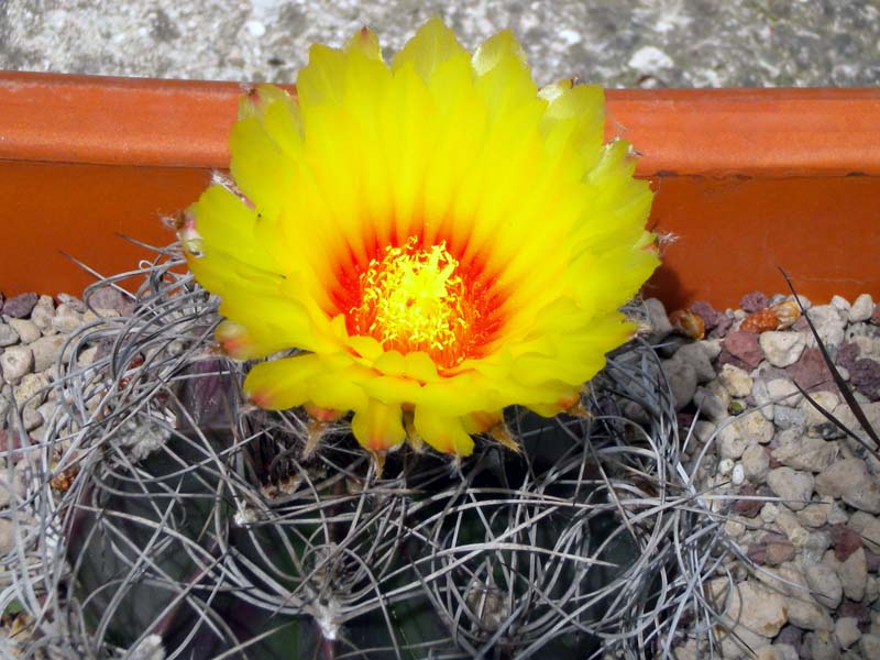 Astrophytum capricorne v. senile 