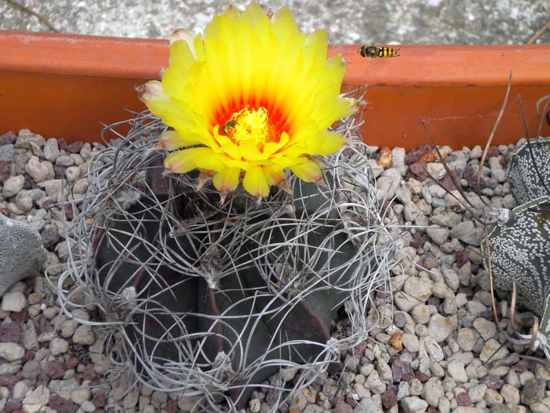 Astrophytum capricorne v. senile 