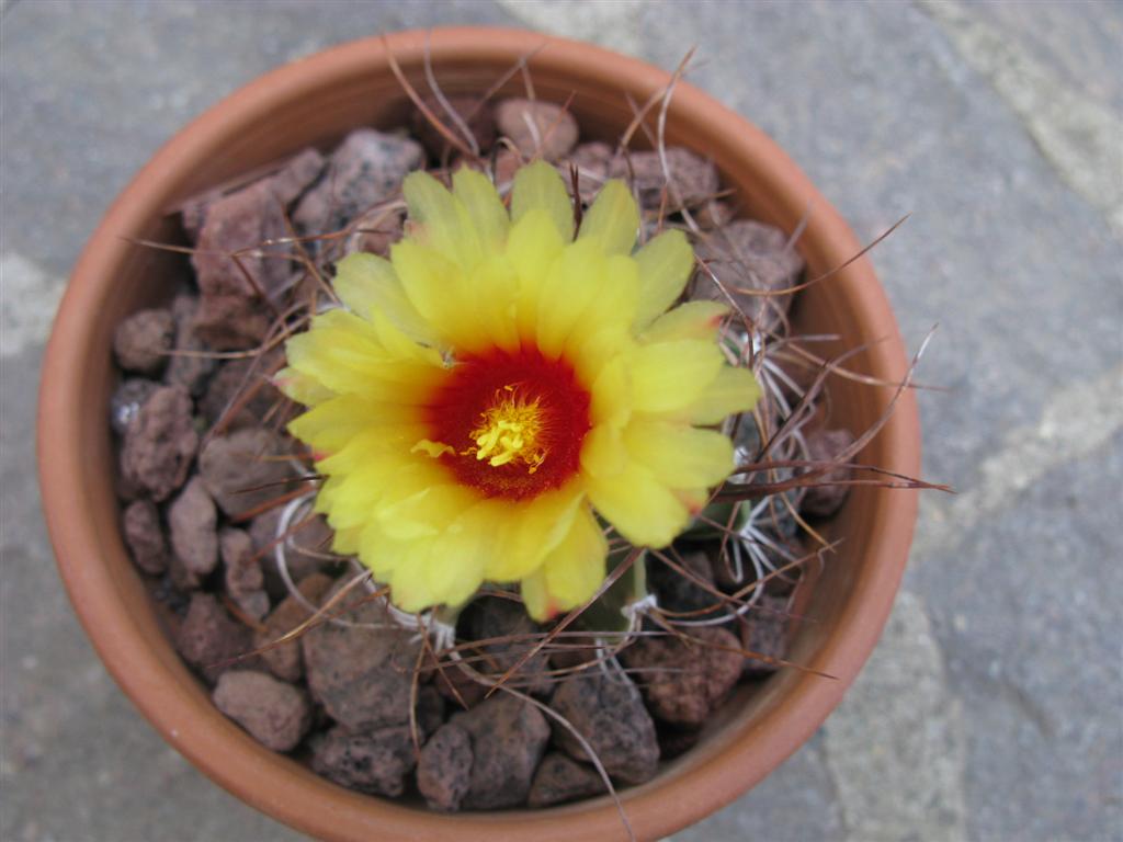 Astrophytum senile 