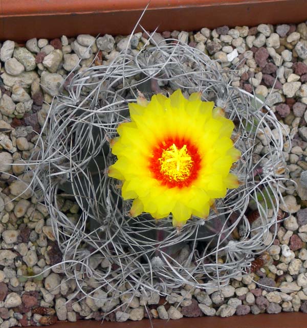 Astrophytum capricorne v. senile 