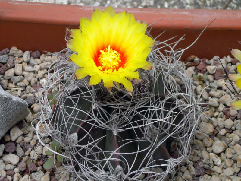 Astrophytum capricorne v. senile 