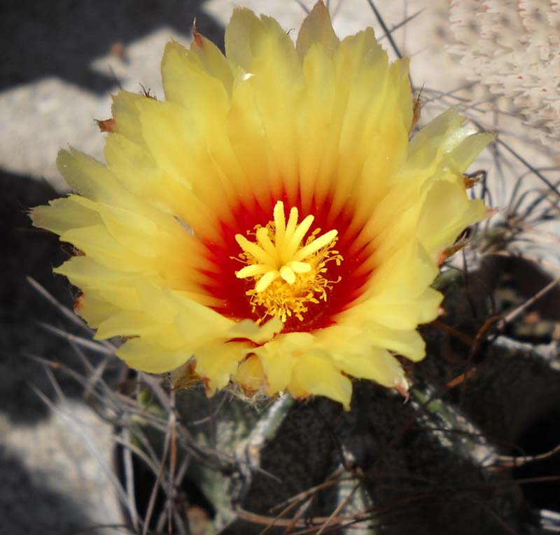 Astrophytum capricorne 