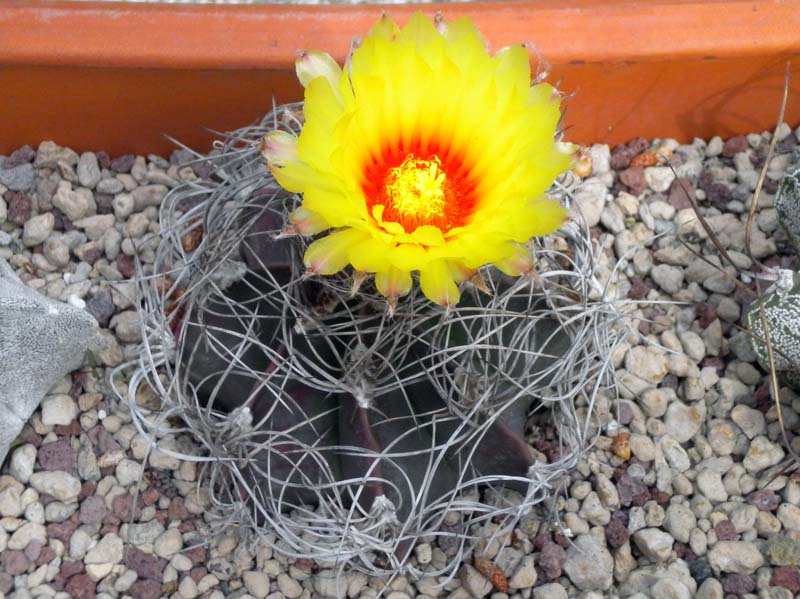 Astrophytum capricorne v. senile 