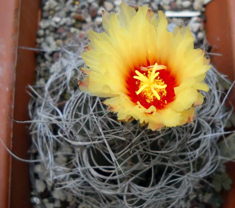 Astrophytum capricorne v. senile 