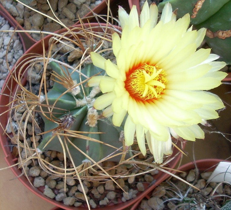 Astrophytum capricorne v. aureum 