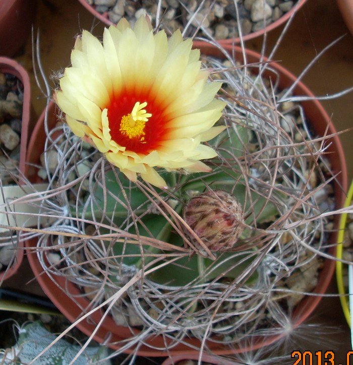 Astrophytum capricorne v. senile 