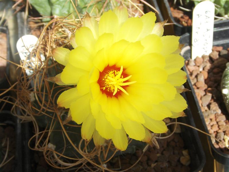 Astrophytum capricorne v. aureum 