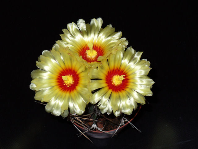 Astrophytum capricorne v. senile 