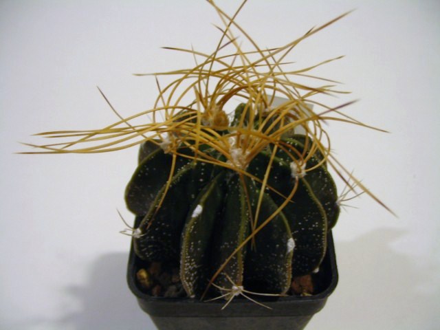 Astrophytum capricorne v. aureum 