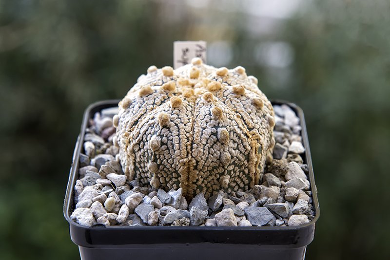 Astrophytum asterias cv. super kabuto snow type 