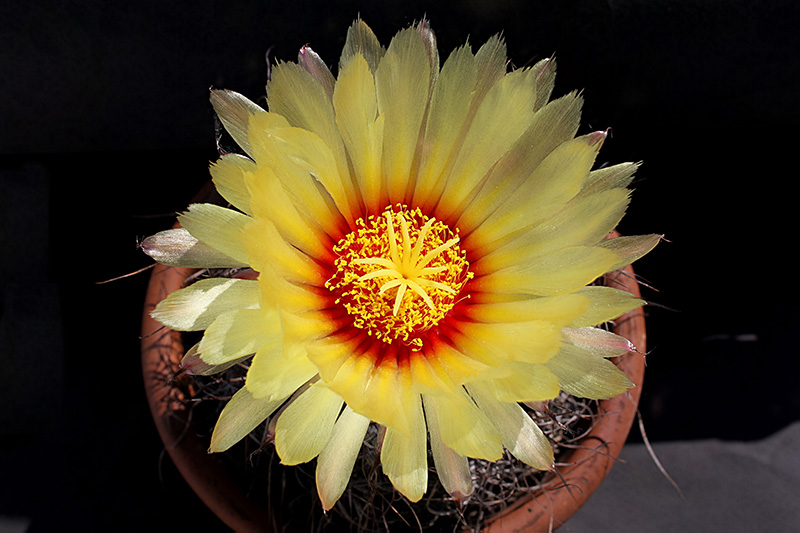 Astrophytum capricorne 