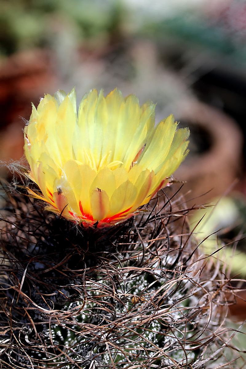 Astrophytum capricorne 