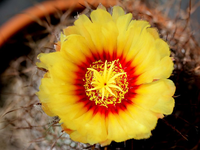 Astrophytum capricorne 