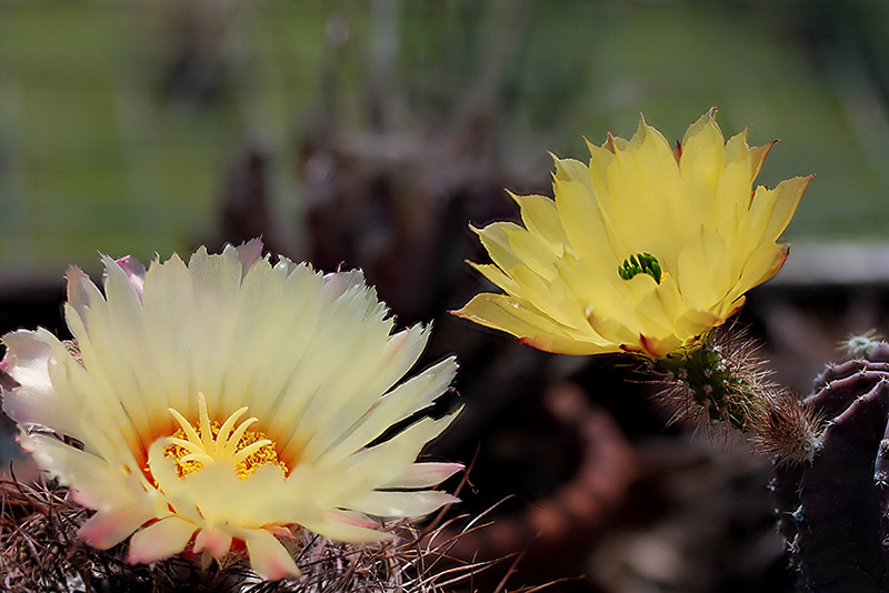 Astrophytum capricorne 