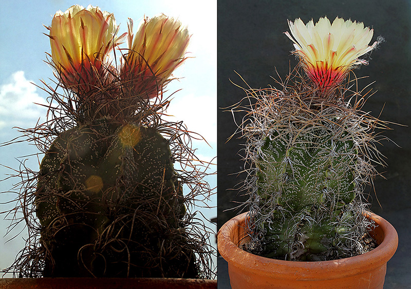 Astrophytum capricorne 