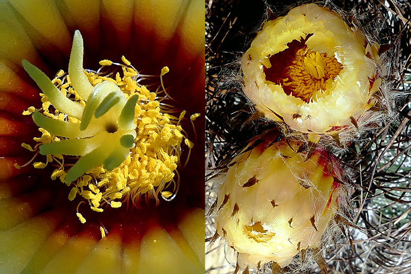 Astrophytum capricorne 