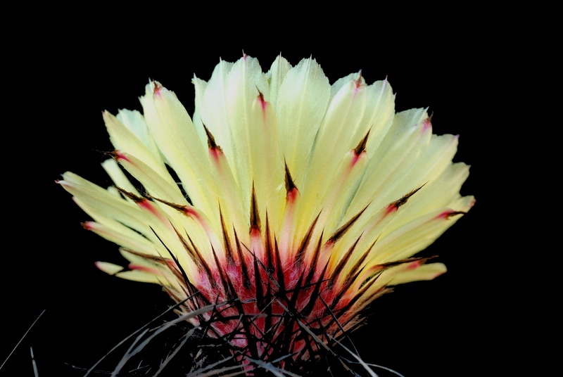 Astrophytum capricorne v. senile 