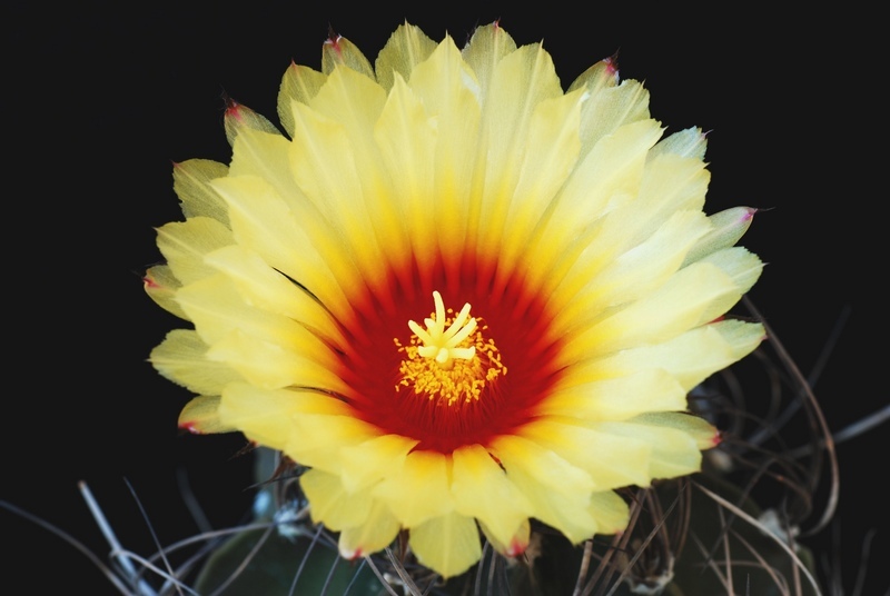 Astrophytum capricorne v. senile 