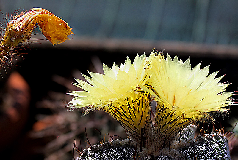 Astrophytum myriostigma x ornatum 