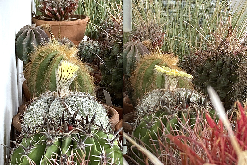 Astrophytum myriostigma x ornatum 