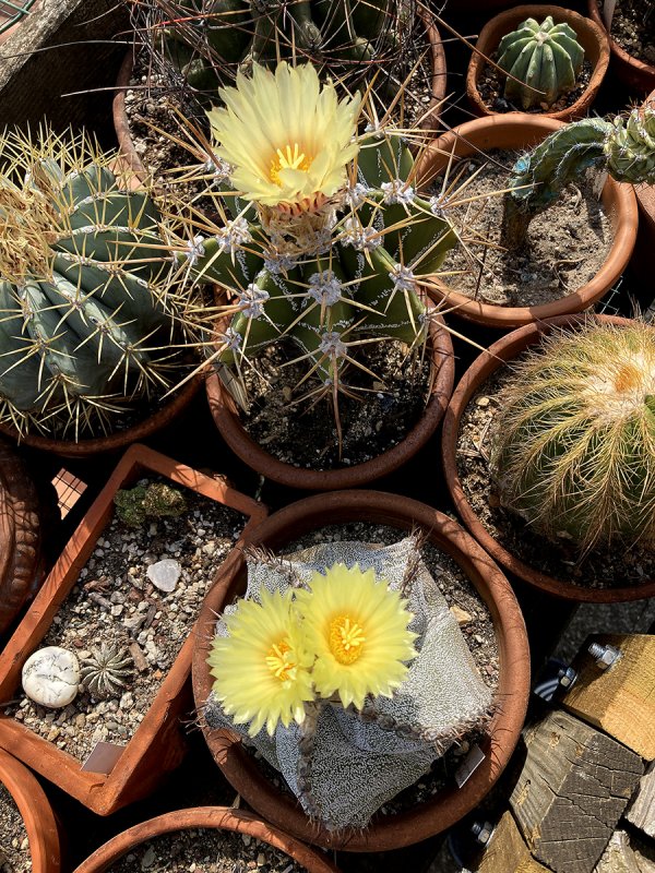 Astrophytum ornatum 