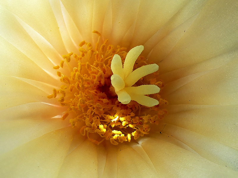 Astrophytum ornatum 