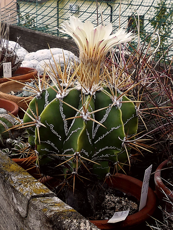 Astrophytum ornatum 