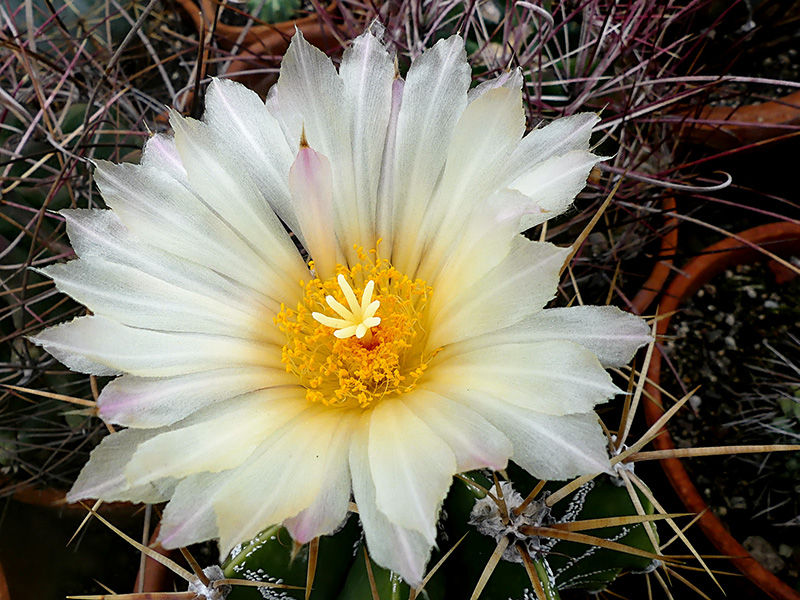 Astrophytum ornatum 