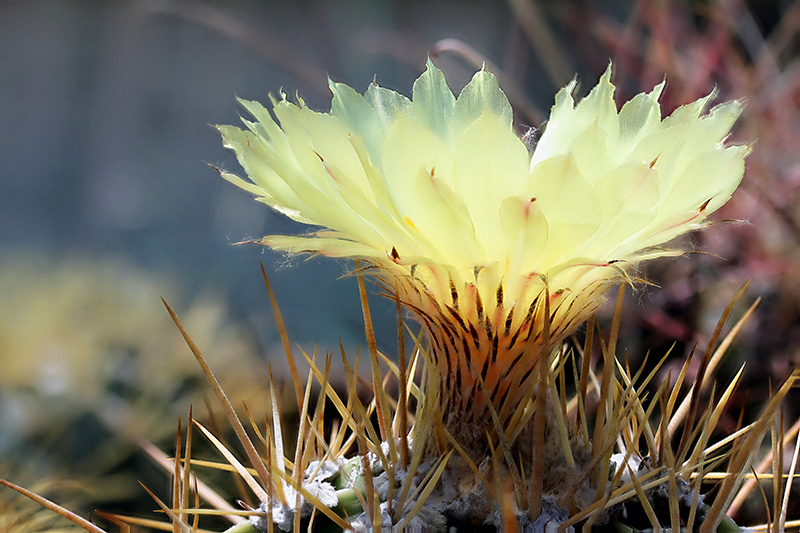 Astrophytum ornatum 