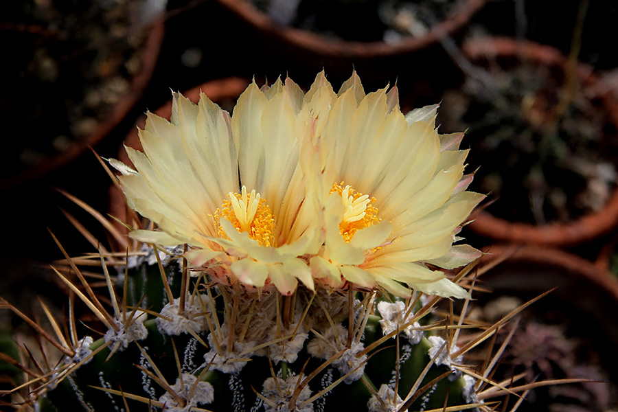 astrophytum ornatum