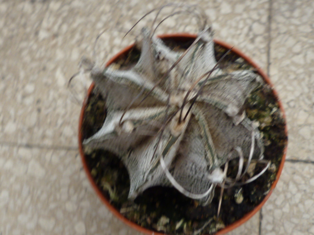 Astrophytum capricorne 