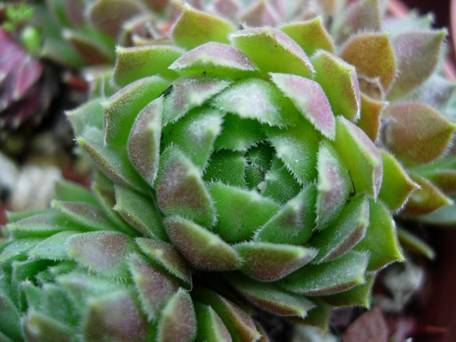 sempervivum atlanticum