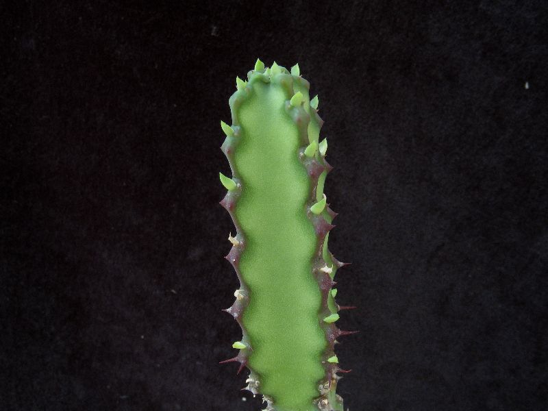 Euphorbia atroflora 