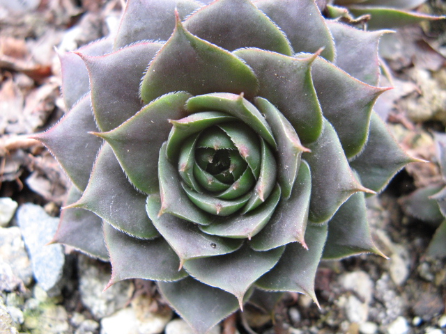 sempervivum cv. 'atroviolaceum'