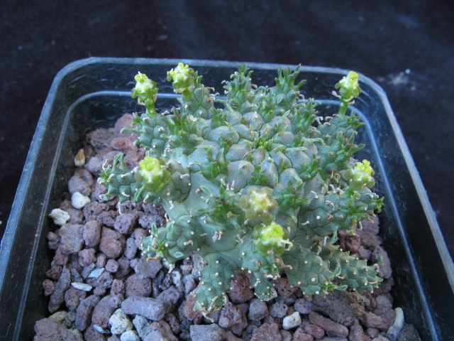 Euphorbia atroviridis 