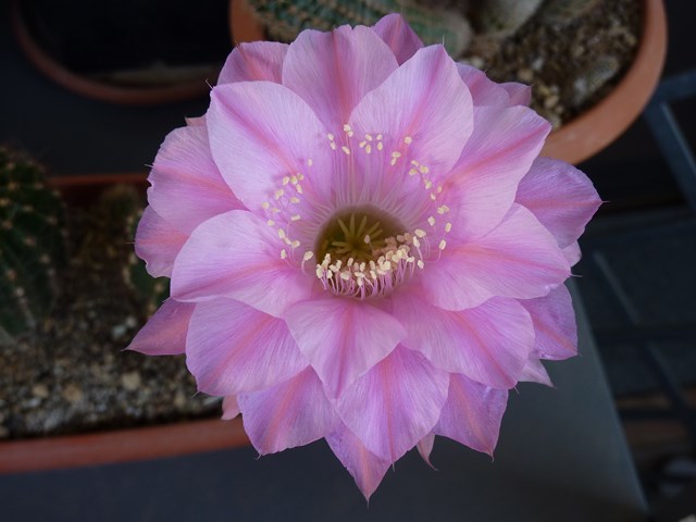 Echinopsis cv. attila 