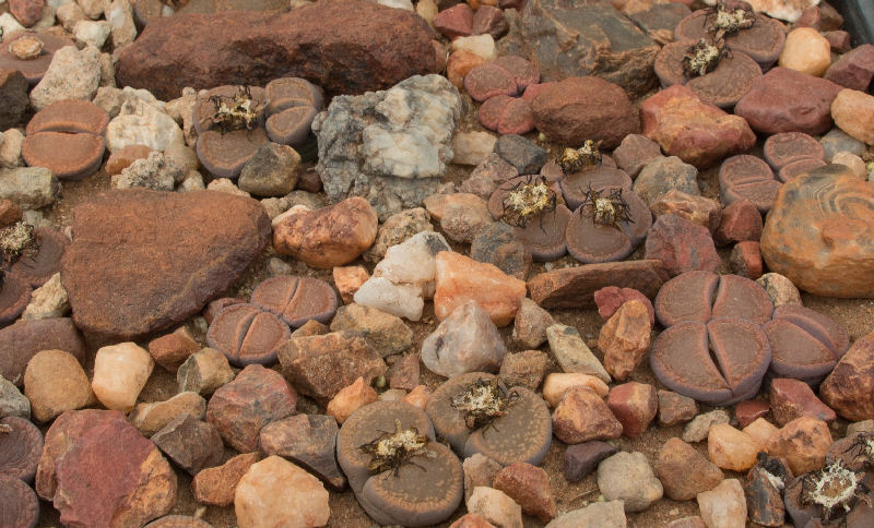 Lithops aucampiae ssp. aucampiae C003328